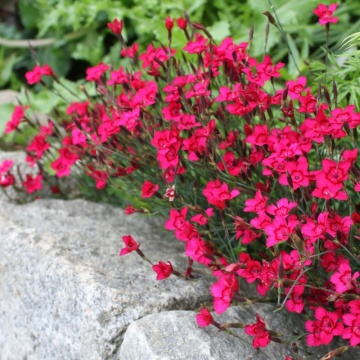 Garofite (Dianthus brilliant), planta perena, flori rosu