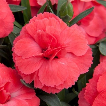 Garofite (Dianthus Caryophyllus Code Salmon), planta perena, planta parfumata, flori roz