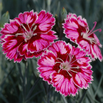 Garofite (Dianthus caryophyllus silver stars supernova), planta perena, planta parfumata, flori rosu