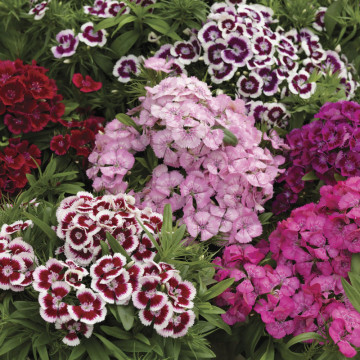 Garofite mix (Dianthus Barbarini Formular Mix), planta perena, planta parfumata, flori rosu