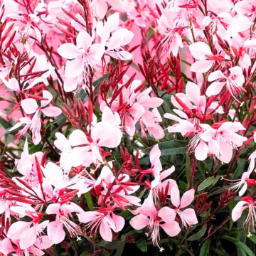 Gaura lindheimeri Gaudi Pink, planta perena, planta melifera, flori roz - Img 4