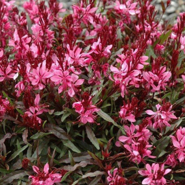 Gaura lindheimeri Gaudi red, planta perena, planta melifera, flori rosu - Img 2