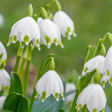 Ghiocei de vara (Leucojum Aestivum), planta de gradina