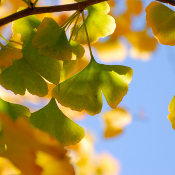 Ginkgo (Ginkgo biloba), planta medicinala, arbore ornamental