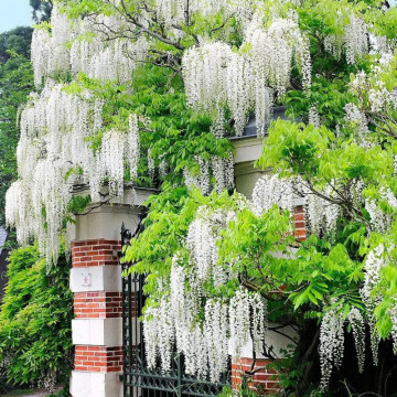 Glicina alba altoita (Wisteria floribunda Shiro-Noda), planta cataratoare, planta parfumata, flori verde - Img 3