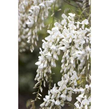 Glicina (Wisteria Brach. Shiro Kaitan), planta gard viu, planta cataratoare, gradina japoneza