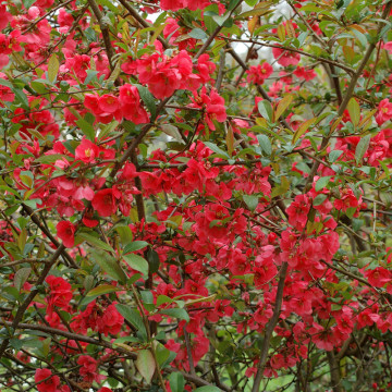 Gutui japonez (Chaenomeles japonica), planta gard viu, arbust ornamental, gradina japoneza - Img 3