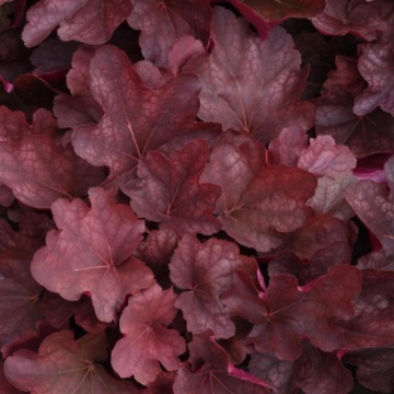 Heuchera (Heuchera villosa Red), planta ornamentala, frunzis rosu - Img 1