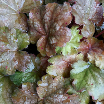 Heuchera vilosa Carnival Coffee bean, planta perena, frunzis rosu - Img 2