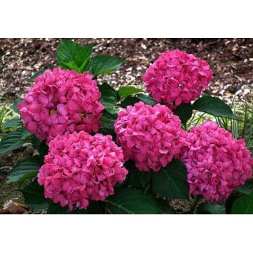 Hortensia gerda (Hydrangea macrophilla Gerda Steiniger), arbust ornamental, flori albastru, roz