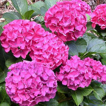 Hortensia roz (Hydrangea macrophylla Alpengluhen), planta ornamentala, flori roz