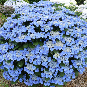 Hortensie albastra (Hydrangea macrophylla Blaumeise), planta ornamentala, flori albastru - Img 2