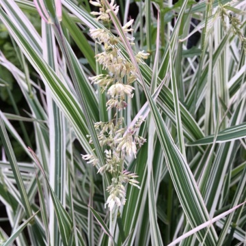 Iarba alba (Phalaris arundinacea), iarba decorativa - Img 3