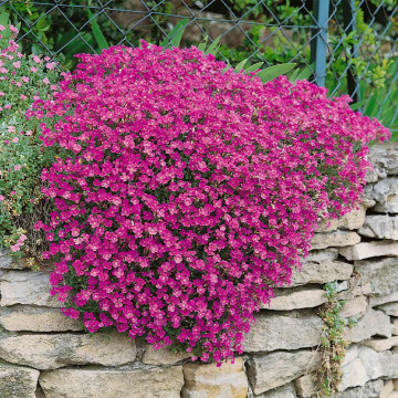 Iarba de munte (Aubrieta deltoidea Cascade Red), vesnic verde, planta perena, flori mov - Img 2