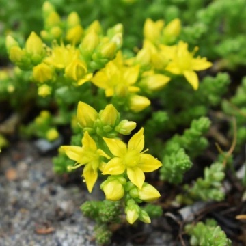 Iarba de soaldina (Sedum aurea), planta perena, flori galbene