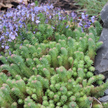 Iarba de soaldina (Sedum forsterianum Oracle), vesnic verde, planta ornamentala - Img 4