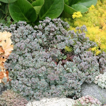 Iarba de soaldina (Sedum Lidakense), planta perena, flori rosu - Img 3