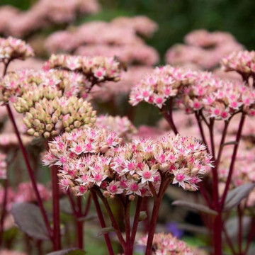 Iarba de soaldina (Sedum Matrona), planta perena, planta melifera, flori roz - Img 3