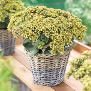 Iarba de soaldina (Sedum Seduction Green Yellow)