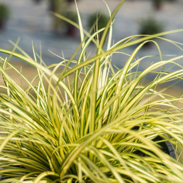 Iarba galbena (Carex oshimensis Evergold), vesnic verde, planta perena
