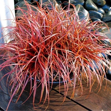Iarba rosie (Uncinia rubra)
