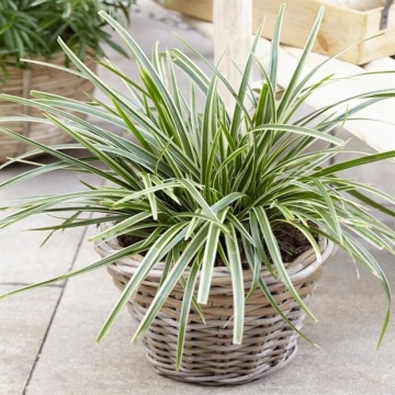 Iarba variegata (Carex morrowii ice dance), vesnic verde, iarba decorativa
