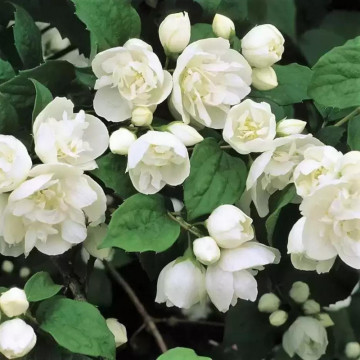 Iasomie batuta (Philadelphus virginal), planta gard viu, planta ornamentala, planta melifera - Img 4