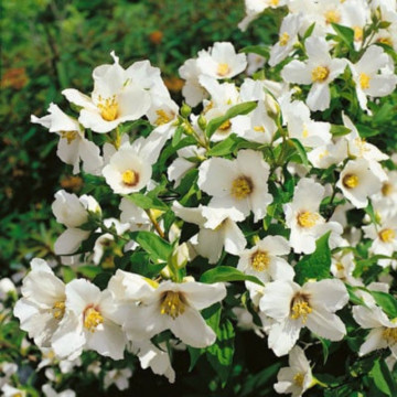 Iasomie cu flori mari (Philadelphus Belle Etoile), planta gard viu, arbust ornamental, planta melifera - Img 3