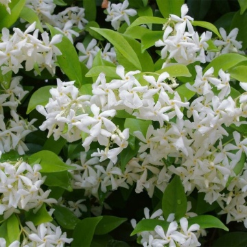 Iasomie stelata (Trachelospermum jasminoides), planta gard viu, vesnic verde, planta melifera
