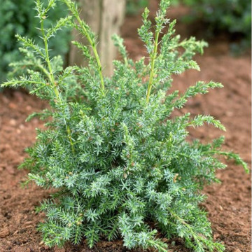 Ienupăr Blue Alps (Juniperus Blue Alps), planta gard viu, vesnic verde, frunzis albastru