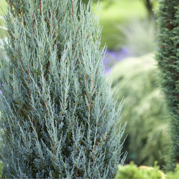 Ienupar columnar (Juniperus Moonglow), planta gard viu, vesnic verde, frunzis albastru - Img 2