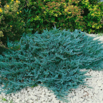 Ienupar tarator albastru (Juniperus hor. Blue Chip), vesnic verde, planta acoperitoare de sol, frunzis albastru