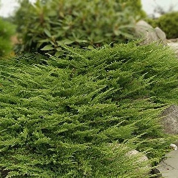 Ienupar tarator (Juniperus horiz. Prince of Walles) ghiveci 1.5 l, vesnic verde, planta acoperitoare de sol - Img 3