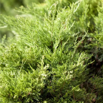 Ienupar tarator verde (Juniperus Mint Julep), conifer ornamental - Img 2