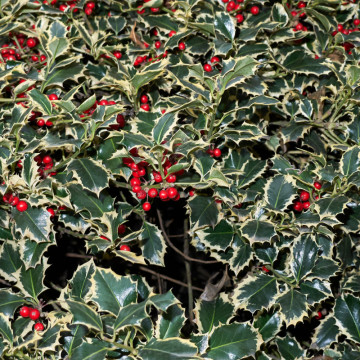 Ilex argintiu (Ilex aquif. Silver Queen), vesnic verde, arbust ornamental, gradina japoneza - Img 2