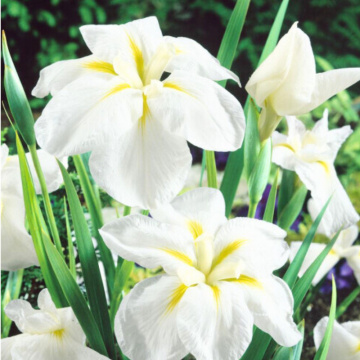 Iris ensata White Ladies, planta perena, planta parfumata, flori alb