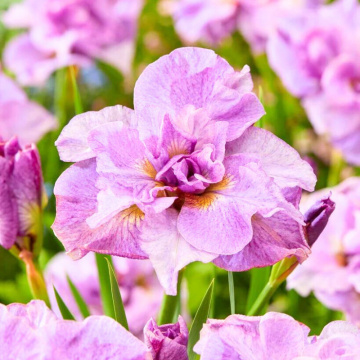 Iris (Iris sib. 'Pink parfait'), planta perena, flori roz