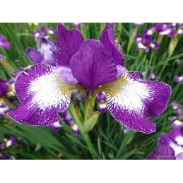 Iris sib. 'Currier', planta perena, flori mov - Img 2
