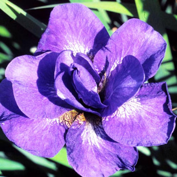 Iris sib. 'Uzushio'