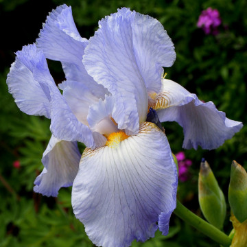 Iris springtime Madonna, planta ornamentala, flori alb - Img 2