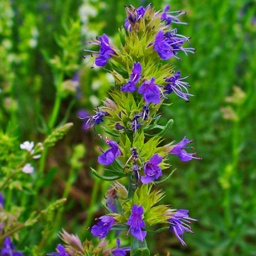 Isop (Hysopus officinalis), planta perena, planta aromatica, planta medicinala - Img 3
