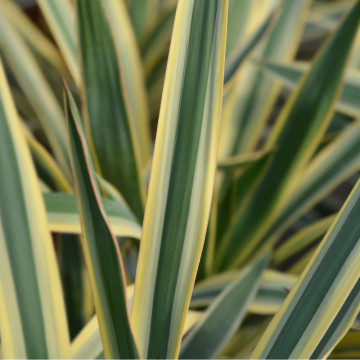 Iuca galbena (Yucca filamentosa Bright Edge), vesnic verde, planta cu flori, flori crem - Img 2