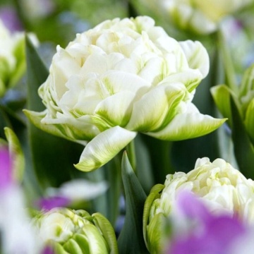 Lalele albe (Tulips White Mountain), bulbi lalele, flori alb
