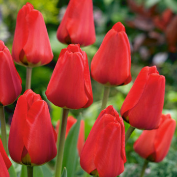Lalele Apeldoorn (Tulips Apeldoorn), bulbi lalele, flori rosu - Img 2