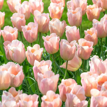 Lalele Apricot beauty (Tulips Apricot Beauty), bulbi lalele, flori portocaliu - Img 2