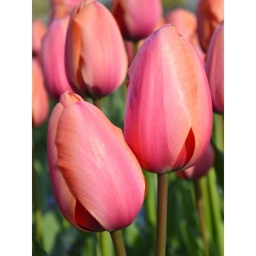 Lalele Apricot Impression (Tulips Apricot Impression)