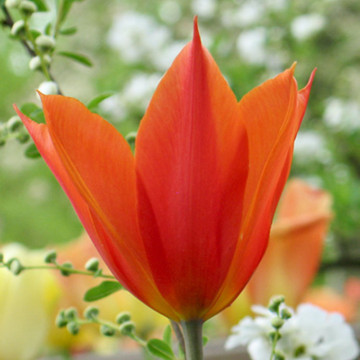 Lalele Ballerina (Tulips Ballerina), bulbi lalele, flori portocaliu