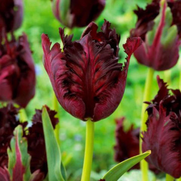 Lalele Black Parrot (Tulips Black Parrot), bulbi lalele, flori negru