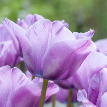 Lalele Blue Aimable (Tulips Blue Aimable), bulbi lalele, flori mov - Img 2