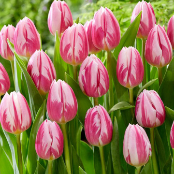 Lalele Bojangles (Tulips Bojangles), bulbi lalele, flori roz